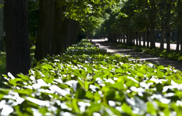 Picture Leaves, alley, sharpness