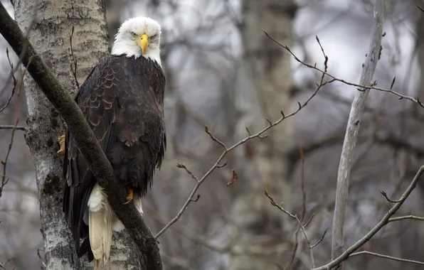 Picture nature, tree, bird, eagle, Falcon, Dada Bob