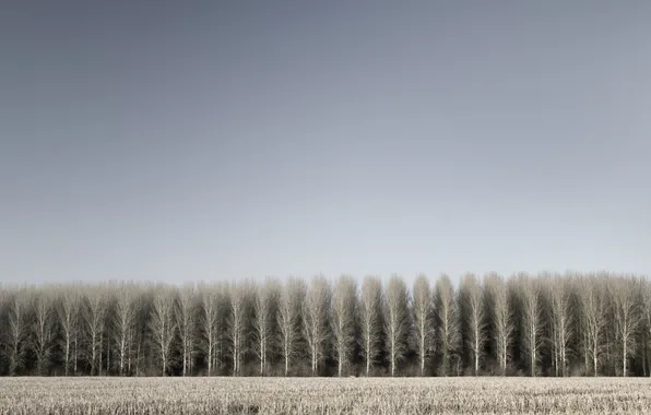 Field, trees, photo, tree, landscapes, field, forest