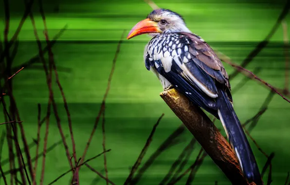 Picture bird, branch, beak, tail, Toucan