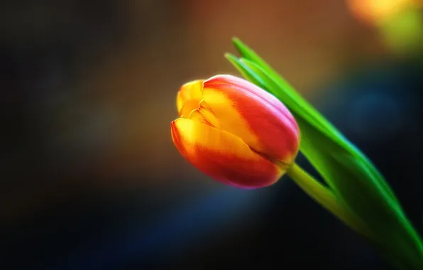 Flower, macro, background, Tulip