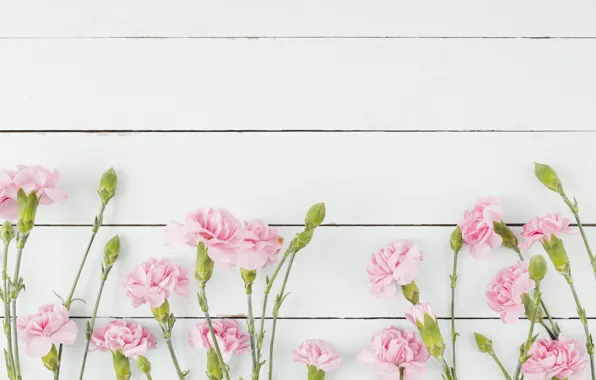 White, flowers, background, pink, clove