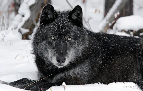 Alberta, nature, predator, animal, wolf, wildlife, Animals, portrait.