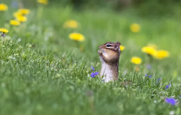 Picture flowers, meadow, Chipmunk, bokeh, animal, rodent