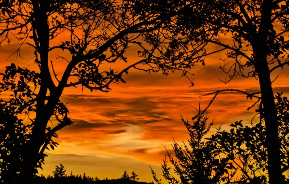 Picture clouds, trees, silhouette, glow