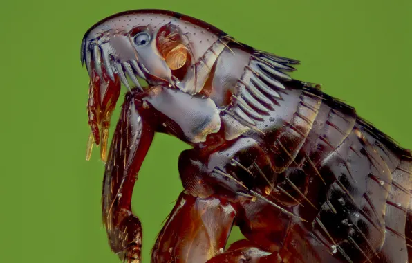 Macro, background, insect, louse