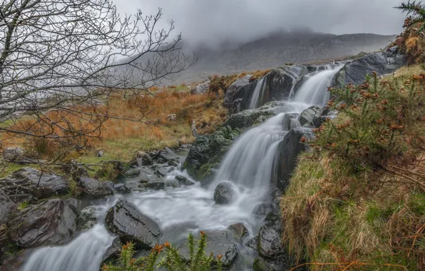 Mountains, tree, rocks, waterfall, stream, cascade, Wales