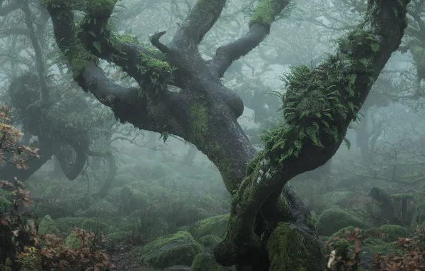 Picture forest, trees, branches, fog, stones, vegetation, moss, curves