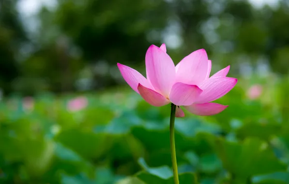 Macro, flowers, focus, petals, Lotus, pink