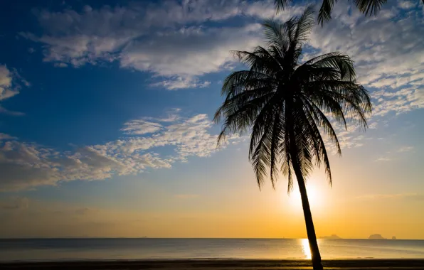 Picture sea, beach, summer, sunset, palm trees, shore, silhouette, summer