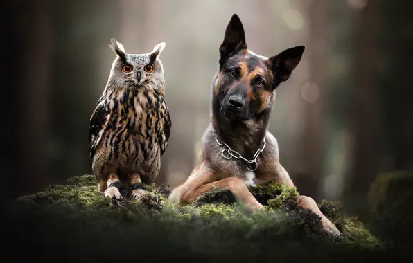 Picture look, face, owl, bird, moss, dog, bokeh, owl