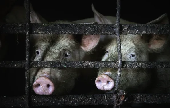 Picture background, the barn, pig