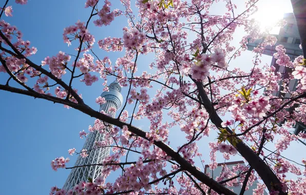 Nature, spring, Tokyo, flowering