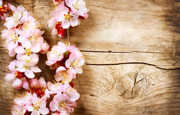 Picture tree, branch, wood, flowers