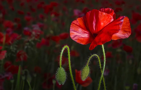 Flower, summer, flowers, Mac, Maki, red