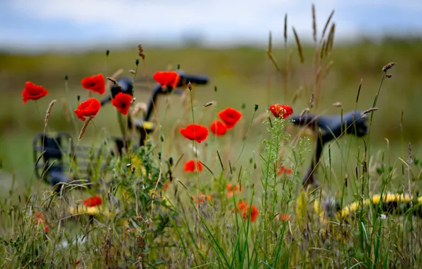 Field, flowers, nature, bike, Maki, bokeh