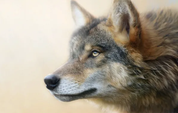 Picture portrait, look, grey, looking up, wolf, treatment, face, light background