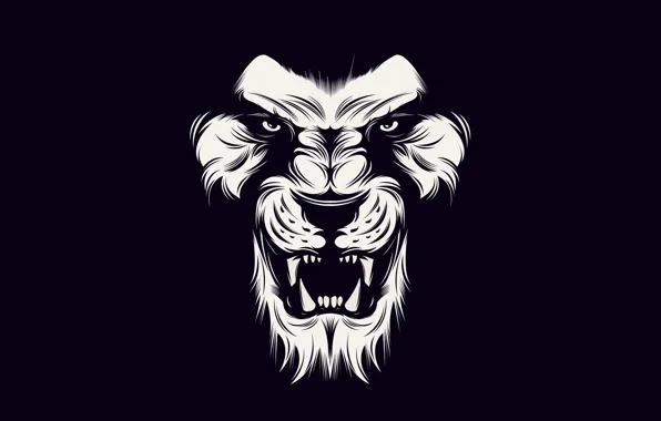 Picture black, lion, White