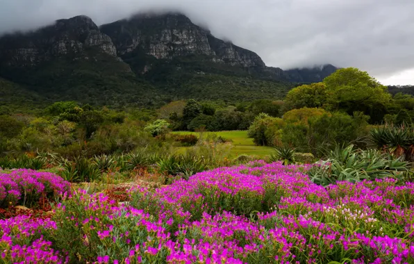 Flowers, mountains, nature, South Africa, Kirstenbosch Botanic