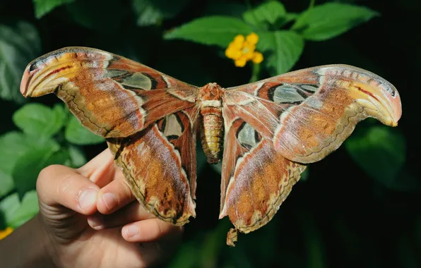 Flower, leaves, butterfly, hand, wings, beautiful, Coscinocera hercules, Coccinocera hercules