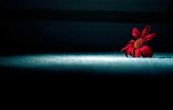 Picture flower, light, shadow