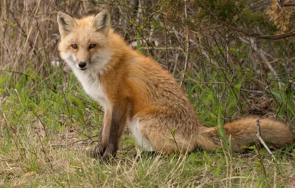 Grass, look, nature, Fox, Fox