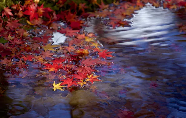 Autumn, leaves, water, stream, branch