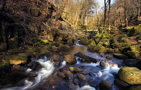 Forest, bridge, river, stones, stream, spring