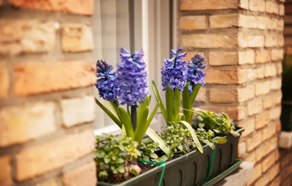 Picture flower, flowers, wall, window, hyacinth, pots