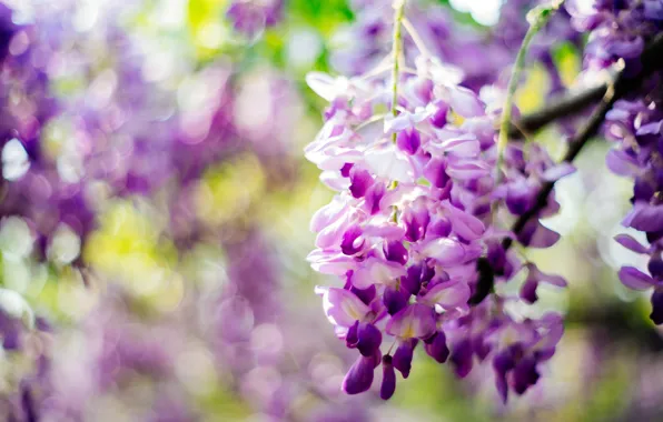 Purple, flowers, Wisteria