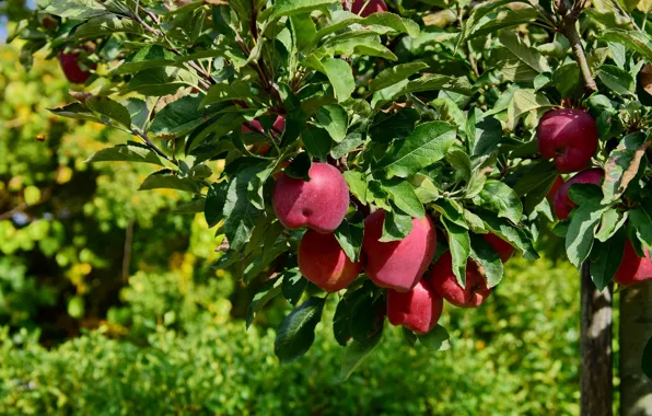 Autumn, apples, fruit, Italy, Tuscany