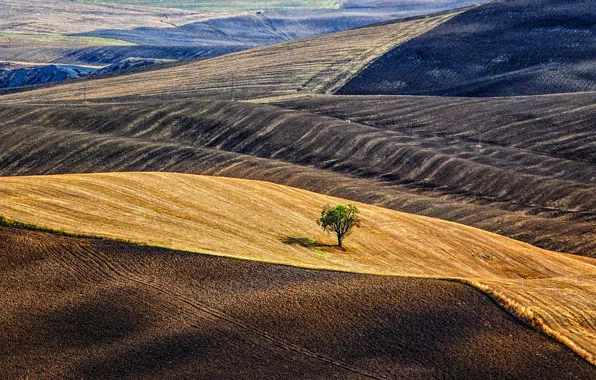 Tree, hills, field, Italy, Tuscany