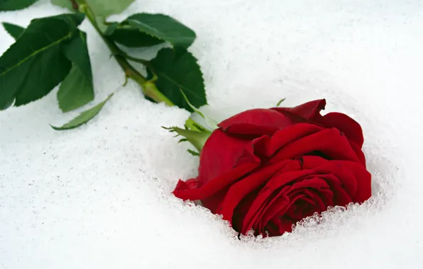 Flower, close-up, red, rose, lies, bokeh, in the snow