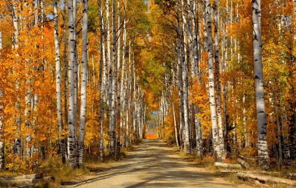 Picture road, forest, leaves, trees, birch