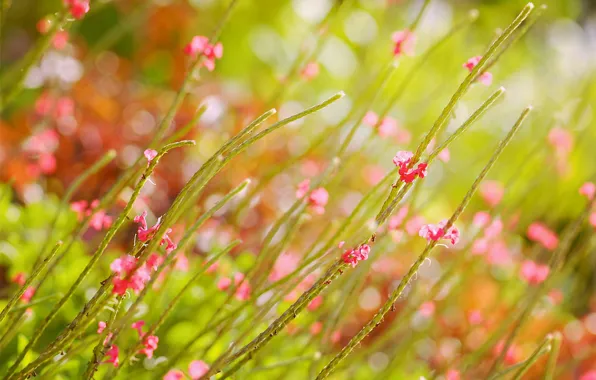 Picture field, summer, flowers, glare, blur, pink