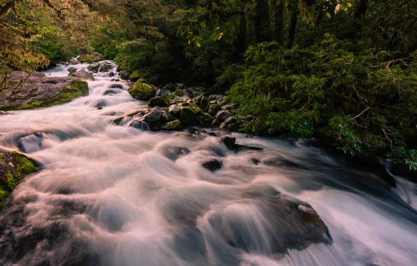 Picture forest, river, waterfall, New Zealand, Marion waterfall