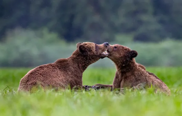 Grass, nature, background, glade, the game, bear, bears, meadow