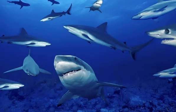 Picture sea, depth, sharks