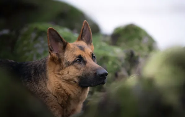 Picture face, portrait, dog, bokeh, German shepherd