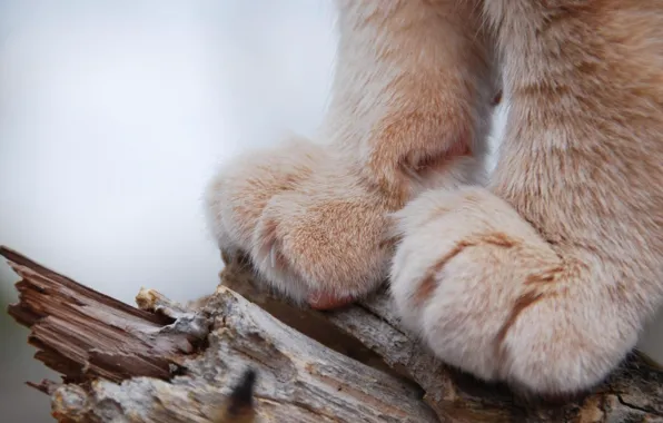 Picture photo, wood, cat, macro, animal, trunk, fur, closeup