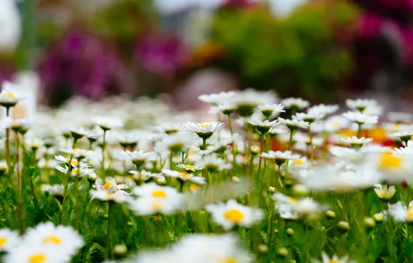 Picture flowers, nature, glade, Chamomile, bokeh