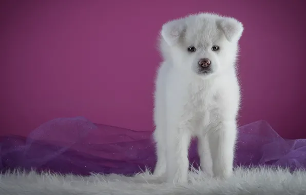 White, background, pink, dog, puppy, fur, is, cutie