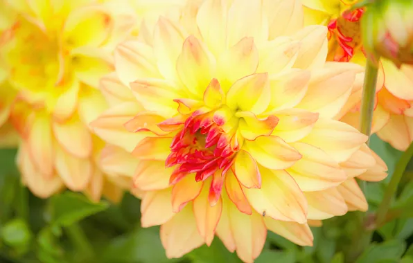 Flower, summer, macro, petals, garden, Dahlia, yellow