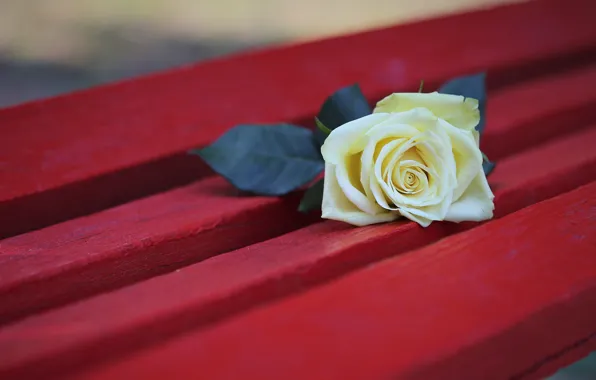 Flower, bench, rose, shop, white, red background, yellow