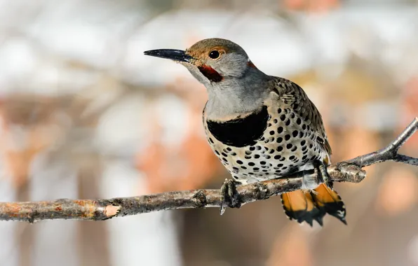 Background, bird, branch, woodpecker, bokeh, motley, woodpecker Golden, Golden woodpecker
