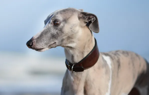 Look, each, dog, Whippet