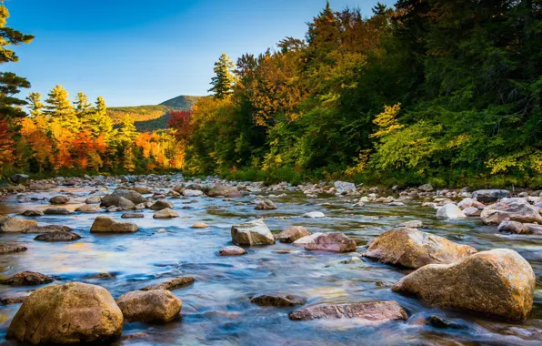 USA, forest, river, sky, trees, landscape, nature, water