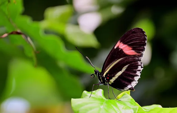Leaves, microsemi, wings, Butterfly, insect, beautiful, closeup