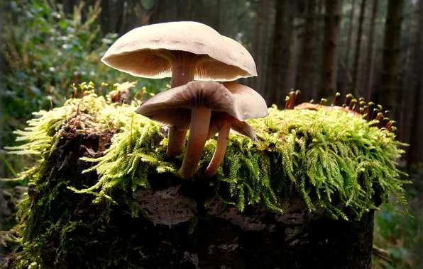 Picture forest, mushrooms, moss, stump
