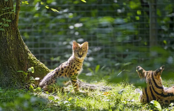 Picture summer, grass, the sun, cub, kitty, Serval, ©Tambako The Jaguar